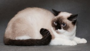 Шоколадный-пойнт биколор окрасы британских кошек: фото, стандарт породы. Шоколадный-пойнт британские кошки, коты, котята: фото. Британцы шоколад-пойнт: стандарт окраса (британцы шоколад пойнт, шоколадный поинт: британские котята, коты, кошки)